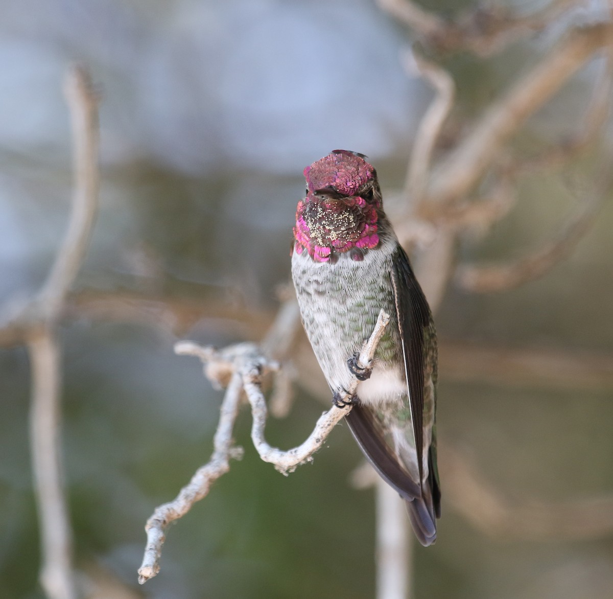 Anna's Hummingbird - Ezra Staengl