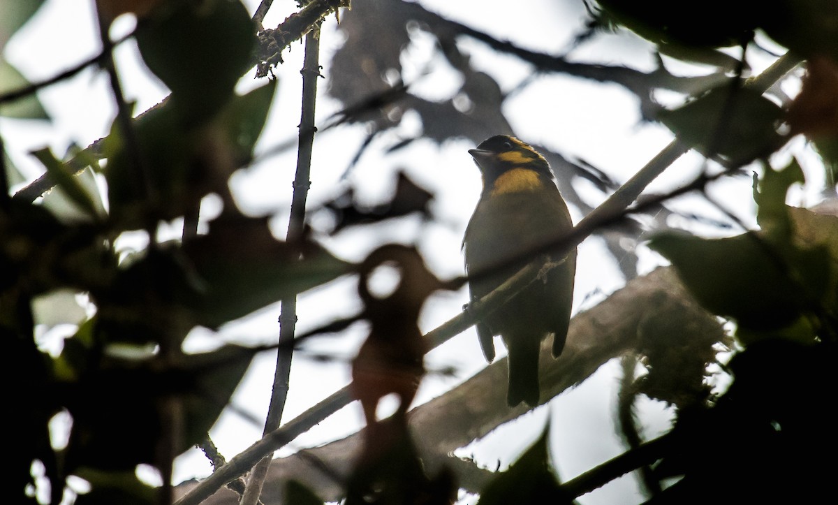 Gold-ringed Tanager - ML116237841