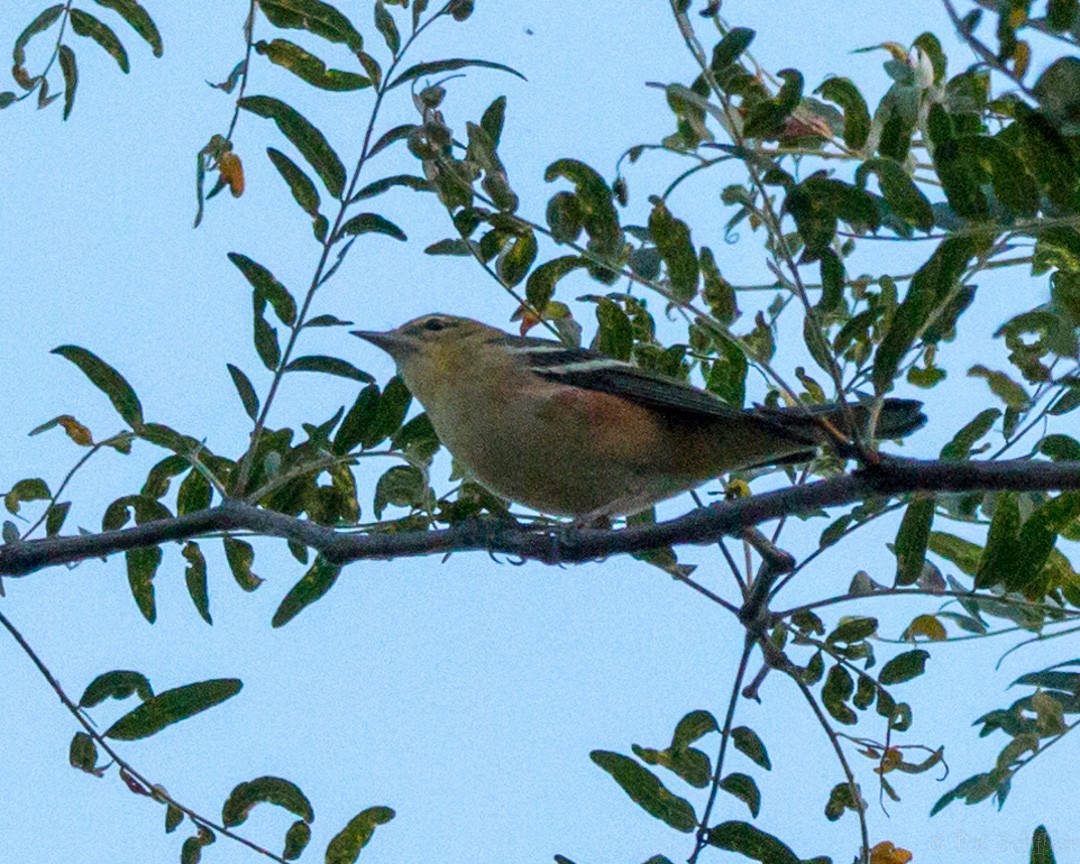Bay-breasted Warbler - ML116243181