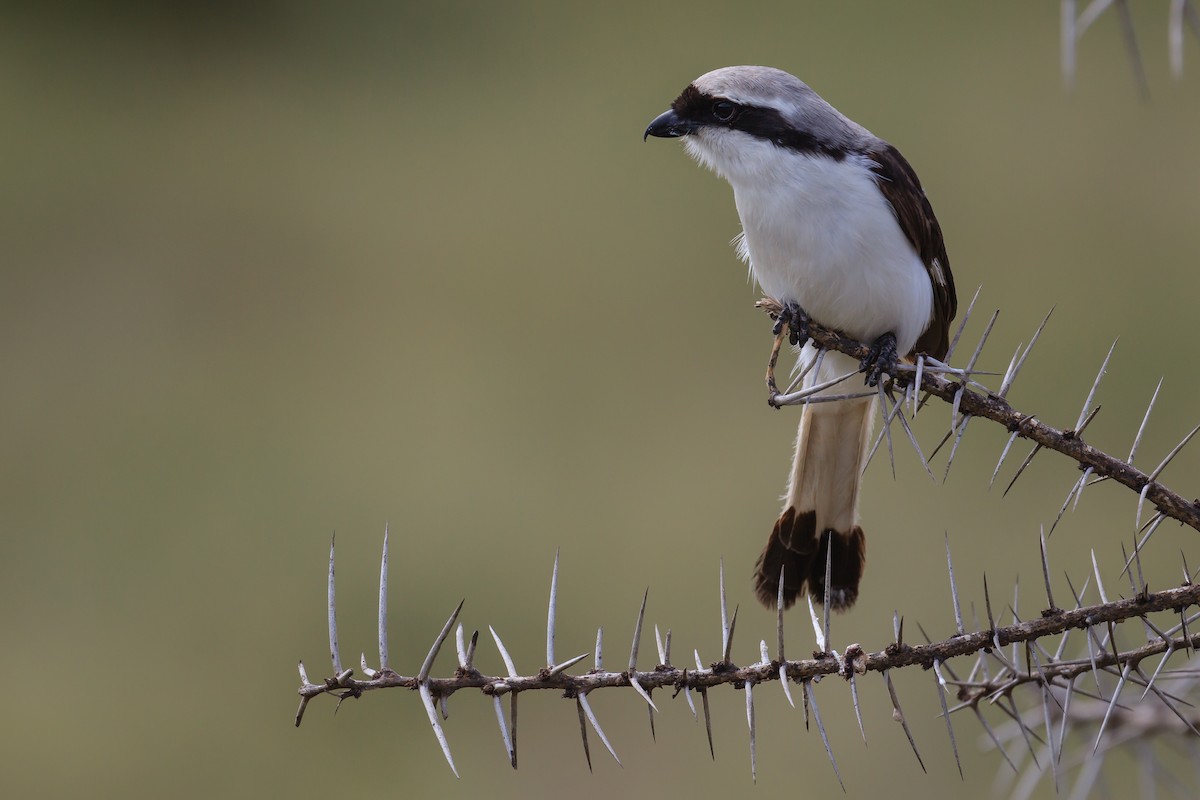 Gray-backed Fiscal - ML116243481