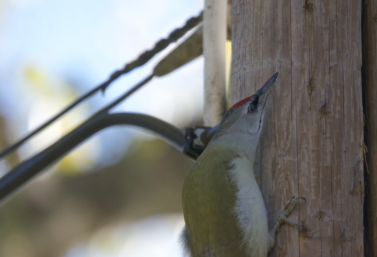 Gray-headed Woodpecker - ML116243651