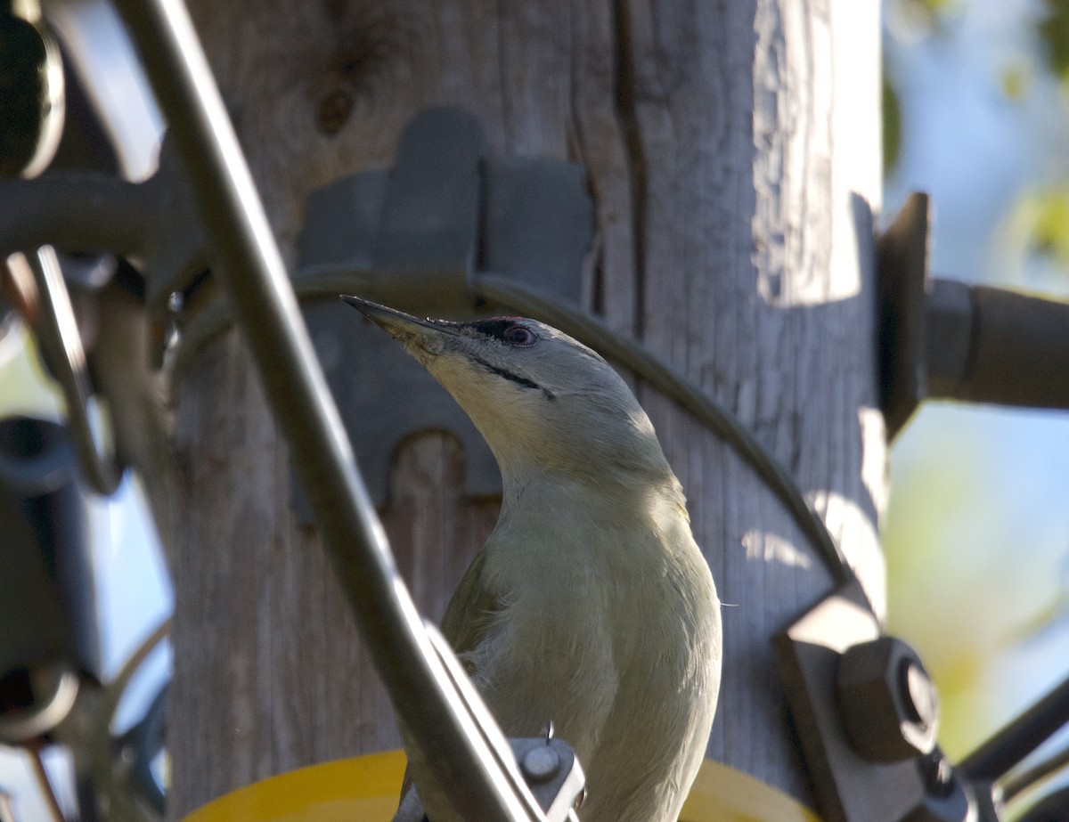Gray-headed Woodpecker - ML116243701