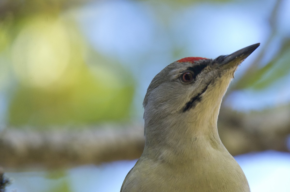Gray-headed Woodpecker - ML116243751