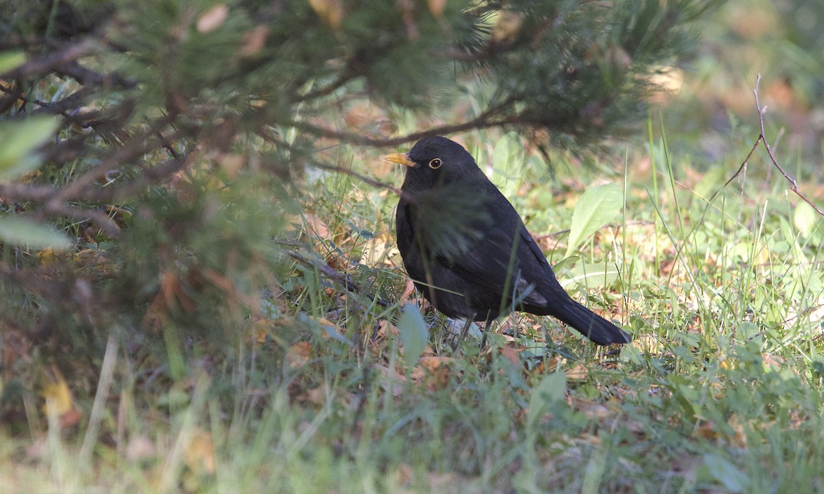 Eurasian Blackbird - ML116243781