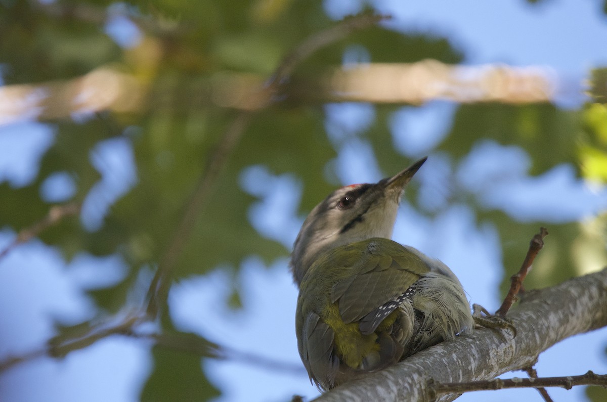 Gray-headed Woodpecker - Markus Niemispelto