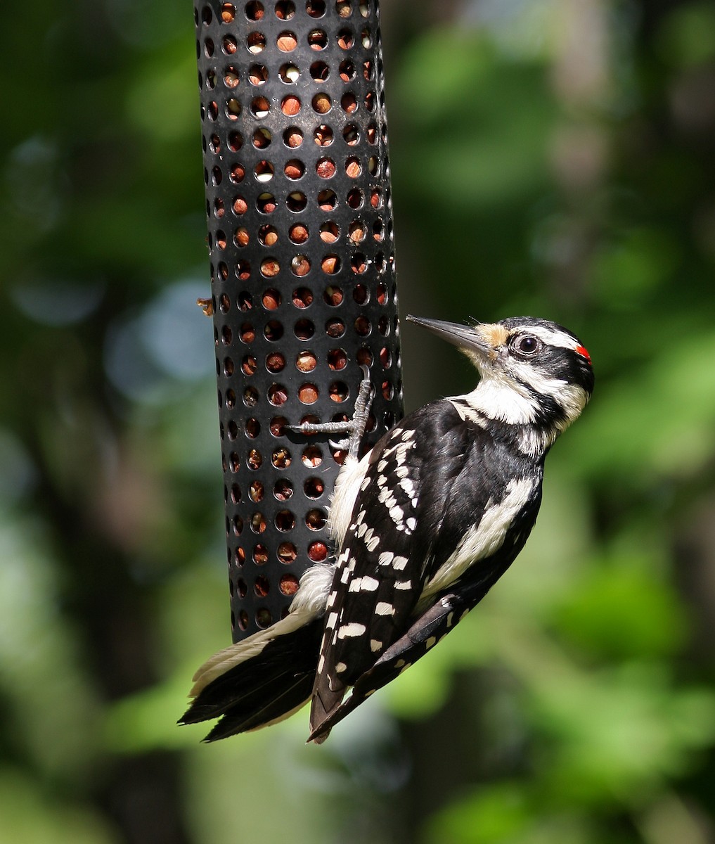 Hairy Woodpecker - Guy Poisson