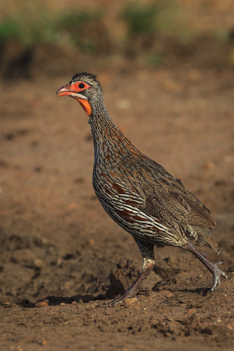 Gray-breasted Spurfowl - ML116244951