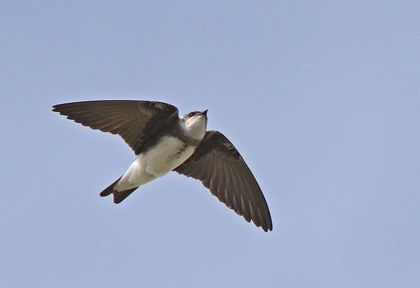 Brown-chested Martin - ML116245761