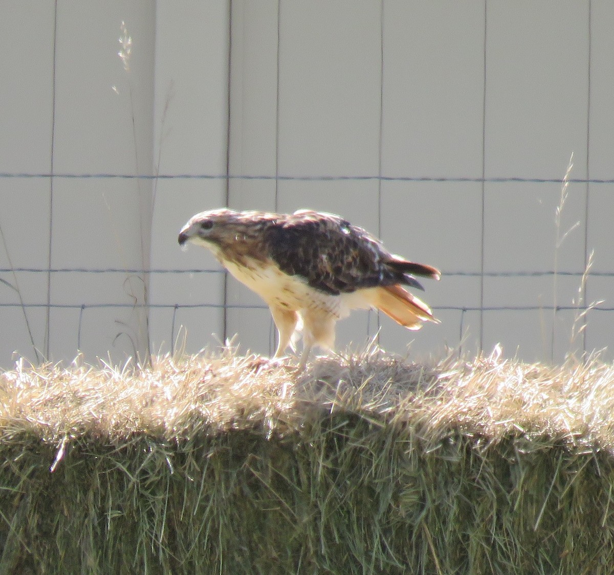 Red-tailed Hawk - ML116247041