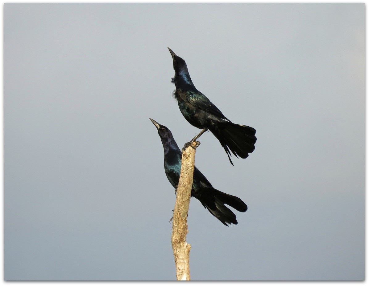 Boat-tailed Grackle - Amy Kane