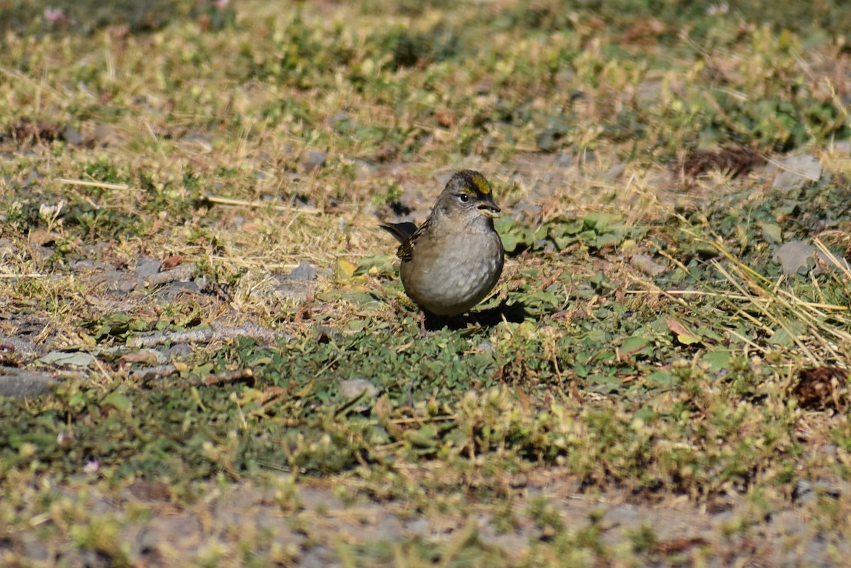 Golden-crowned Sparrow - T Norris