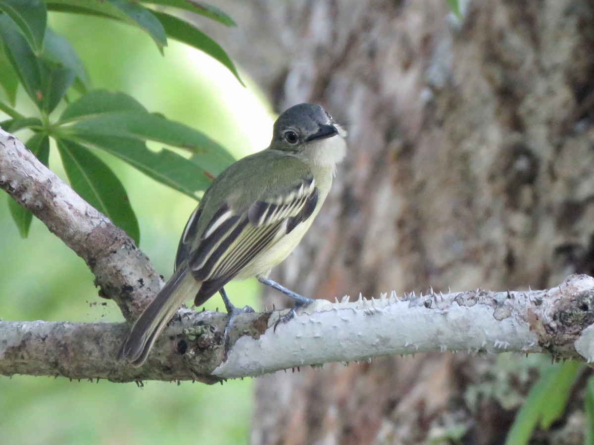 Gray-crowned Flatbill - ML116249231