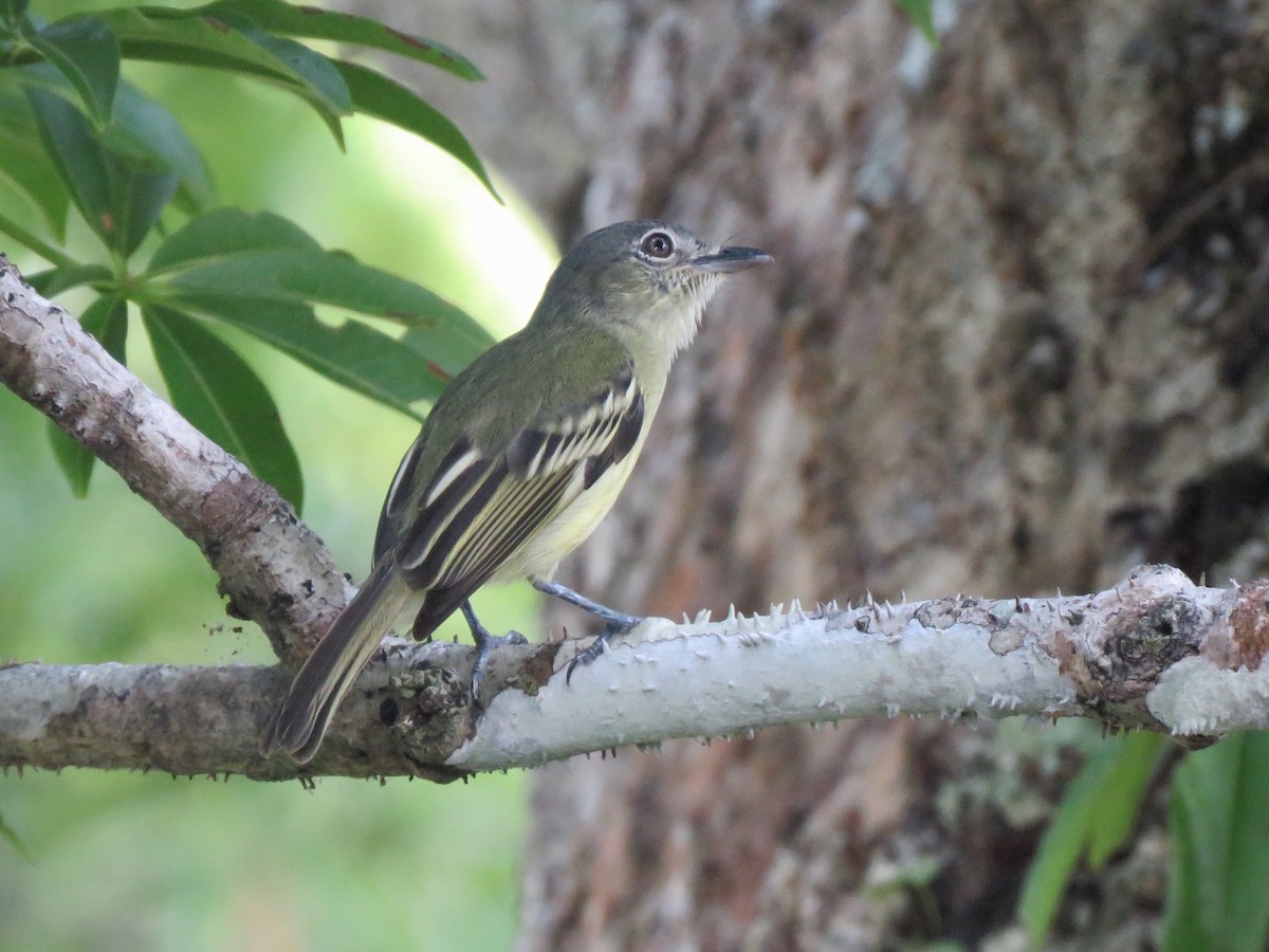 Gray-crowned Flatbill - Yve Morrell