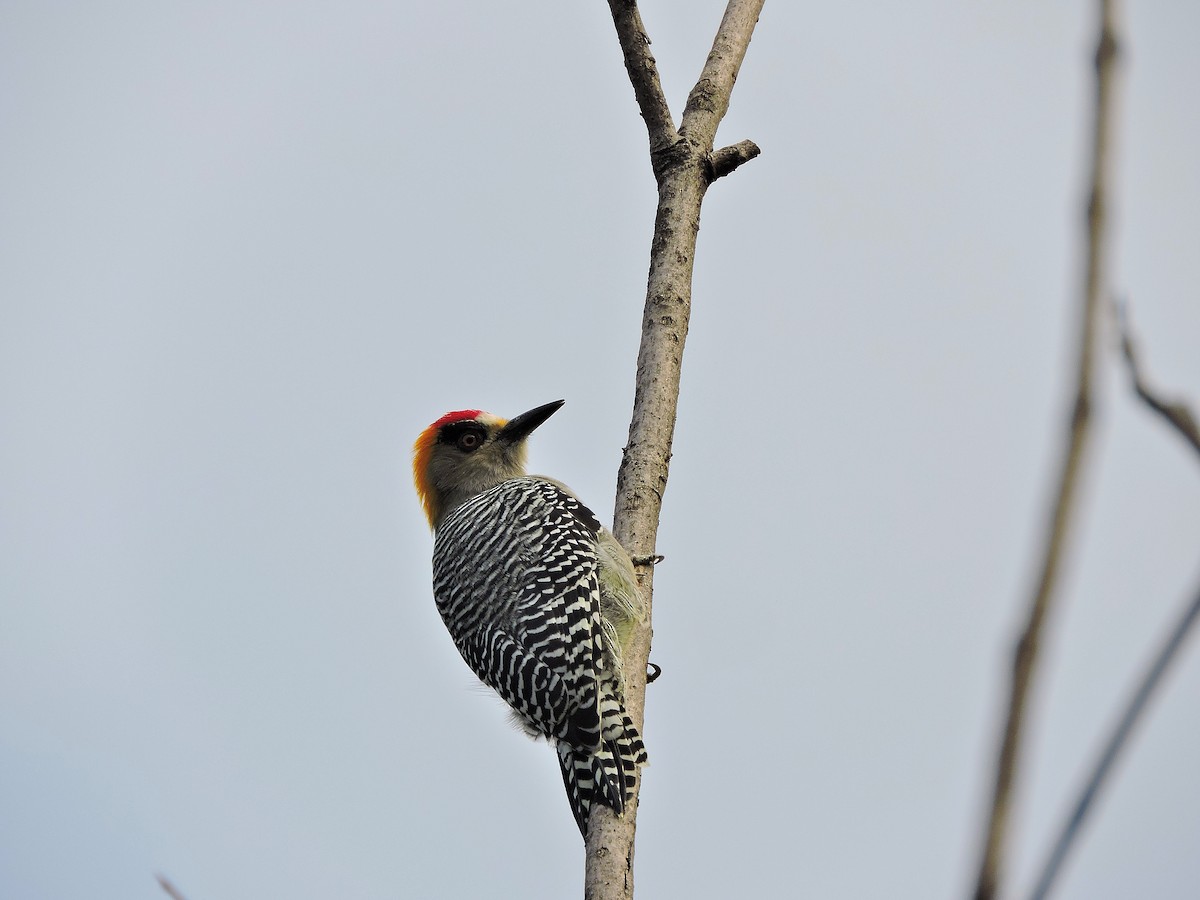 Golden-cheeked Woodpecker - Nicola Cendron