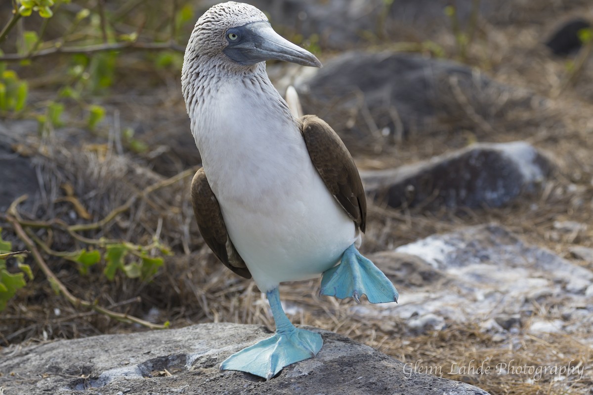 Blue-footed Booby - ML116253671