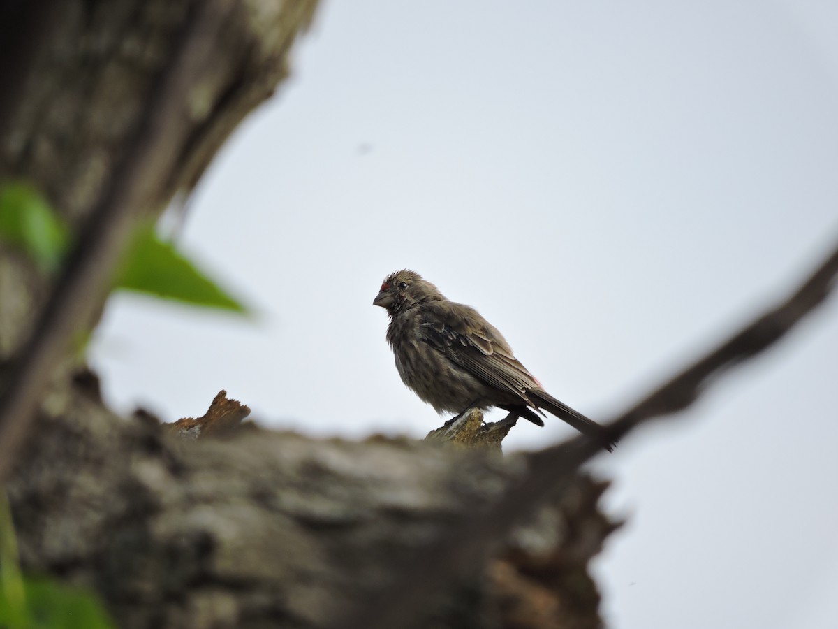House Finch (Common) - ML116253721