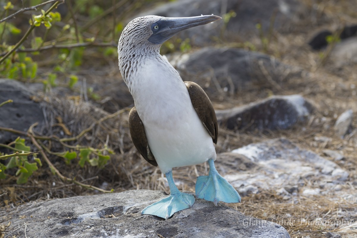 Blue-footed Booby - ML116253741