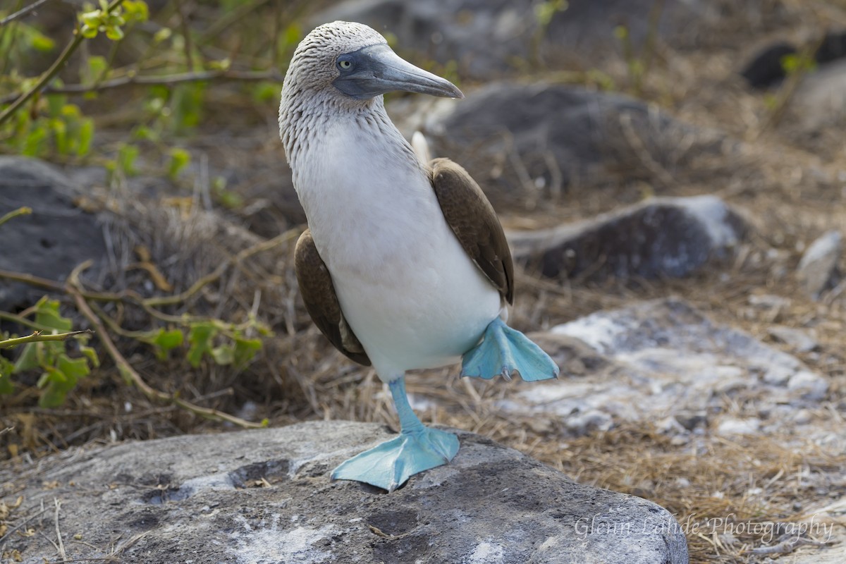 Blue-footed Booby - ML116253751