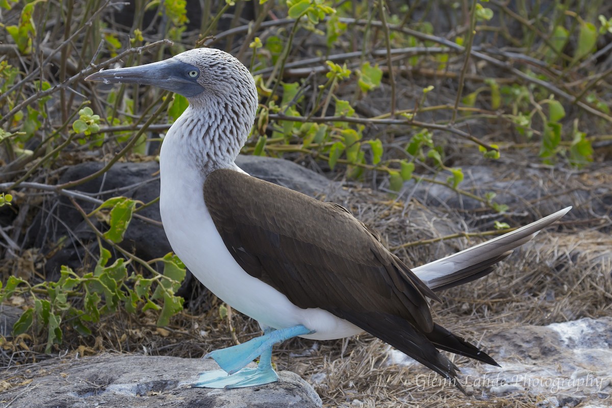 Blue-footed Booby - ML116254131