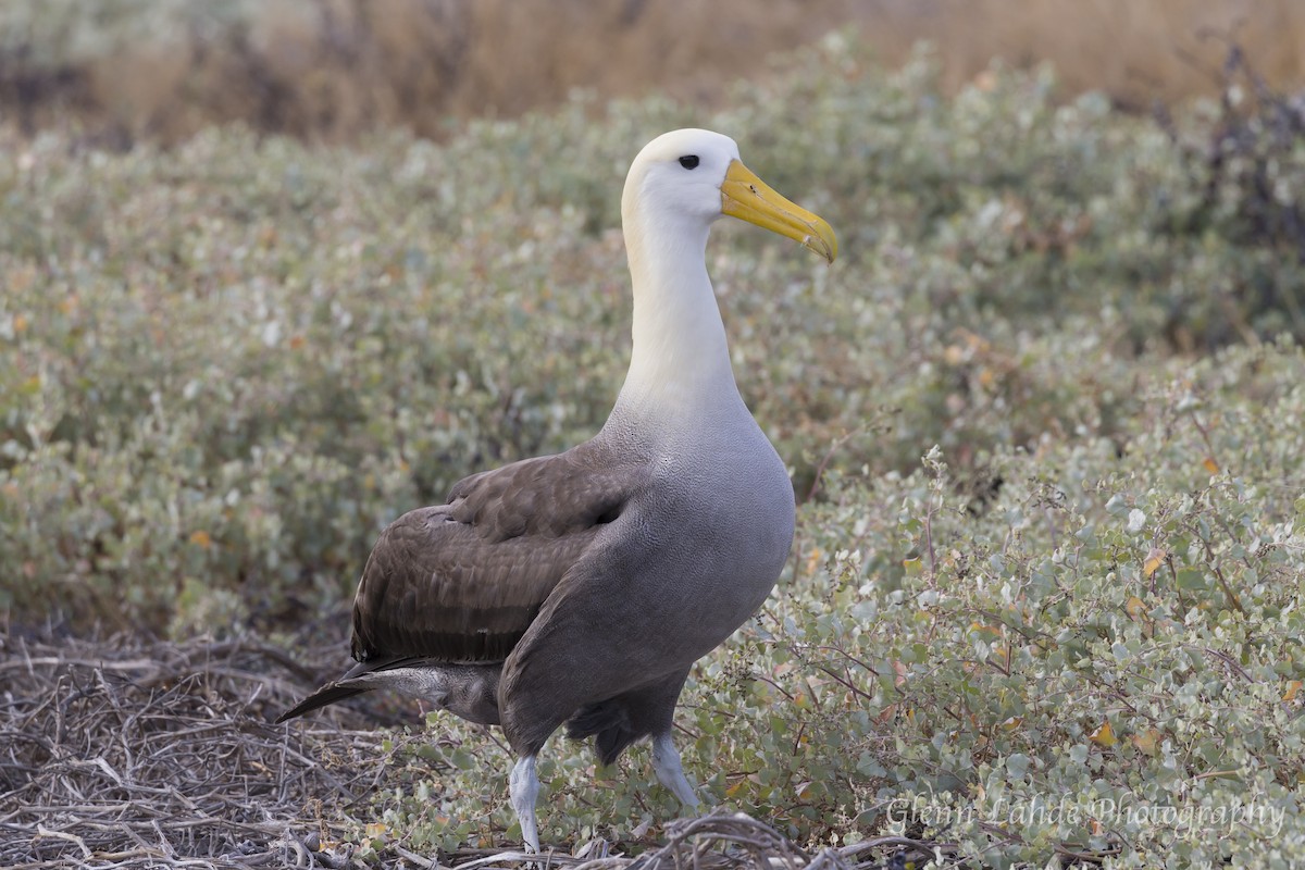 Waved Albatross - Glenn Lahde