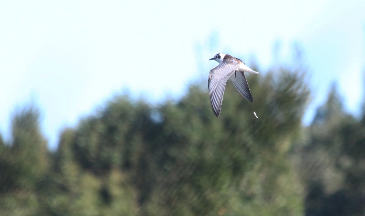White-winged Tern - Alexander Lees
