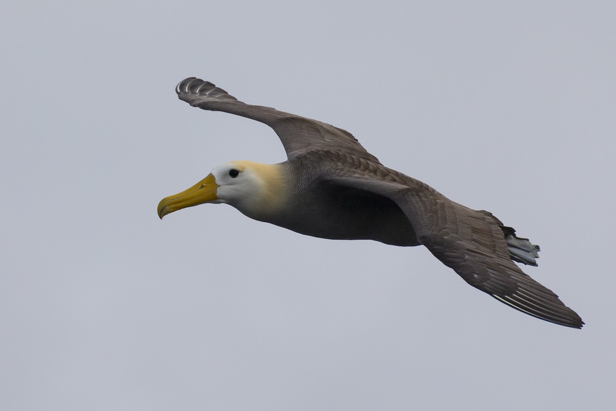 Waved Albatross - Glenn Lahde