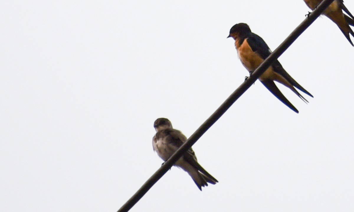 Northern Rough-winged Swallow - ML116256711
