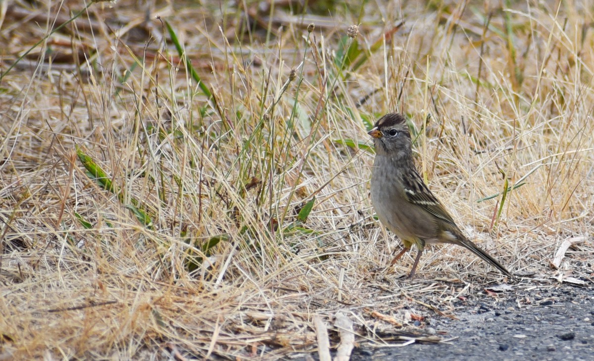 White-crowned Sparrow - ML116257021