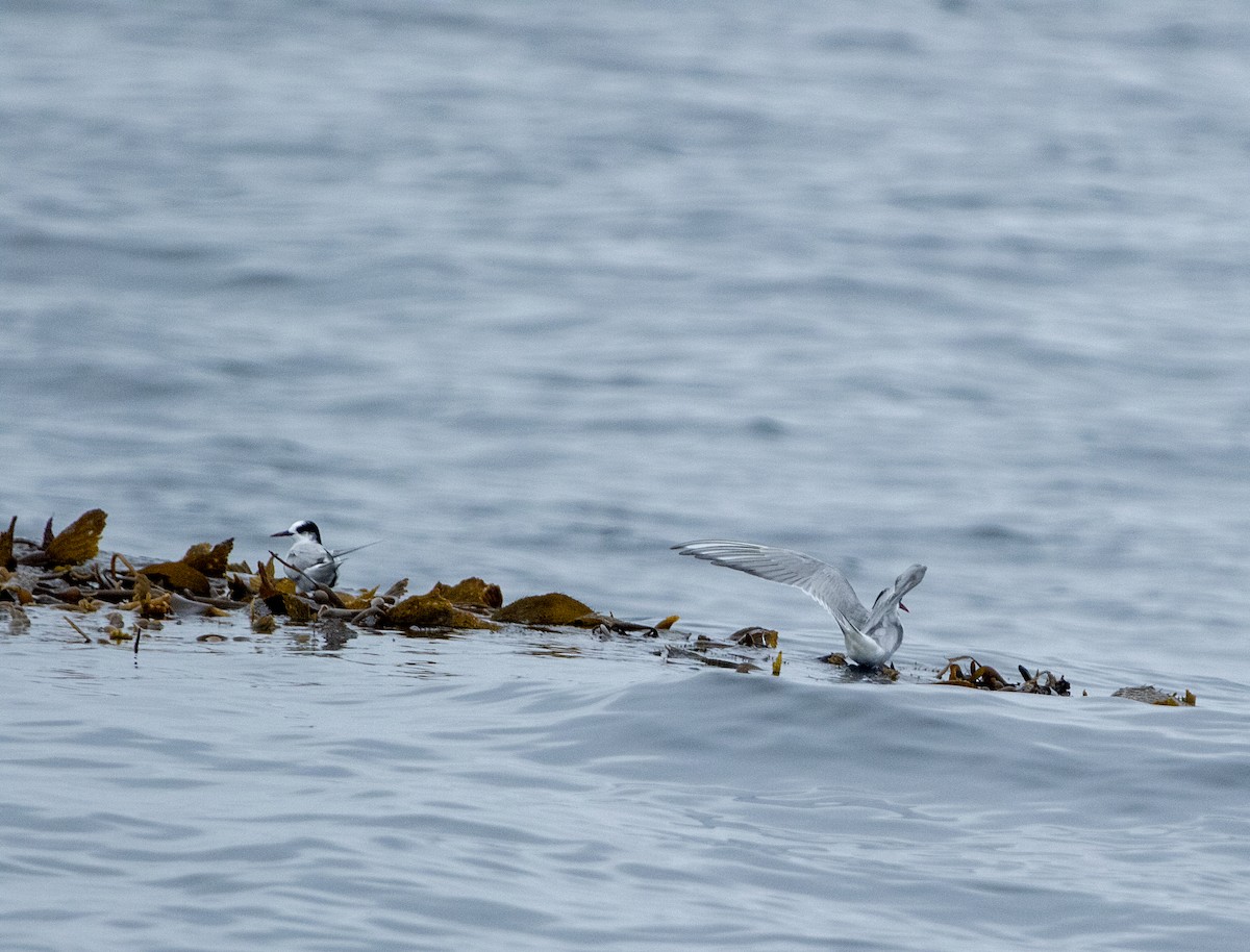 Arctic Tern - Norman Pillsbury