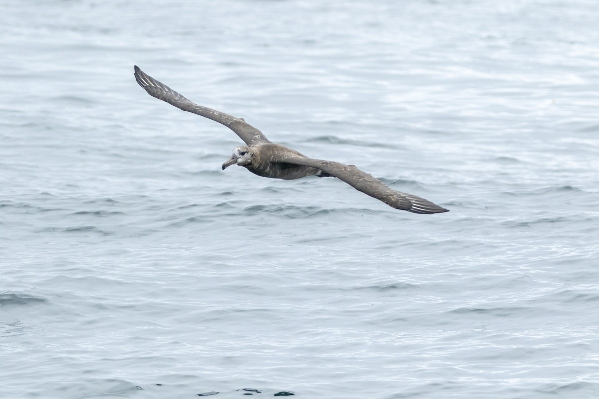 Black-footed Albatross - Norman Pillsbury