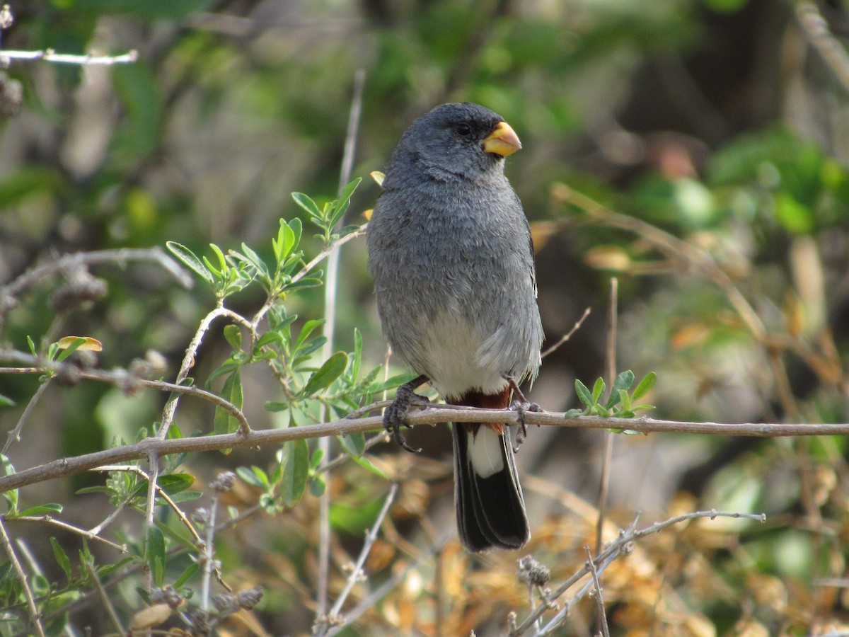 Band-tailed Seedeater - ML116265811
