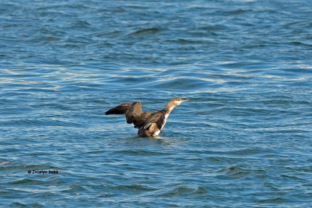 Red-throated Loon - ML116267731