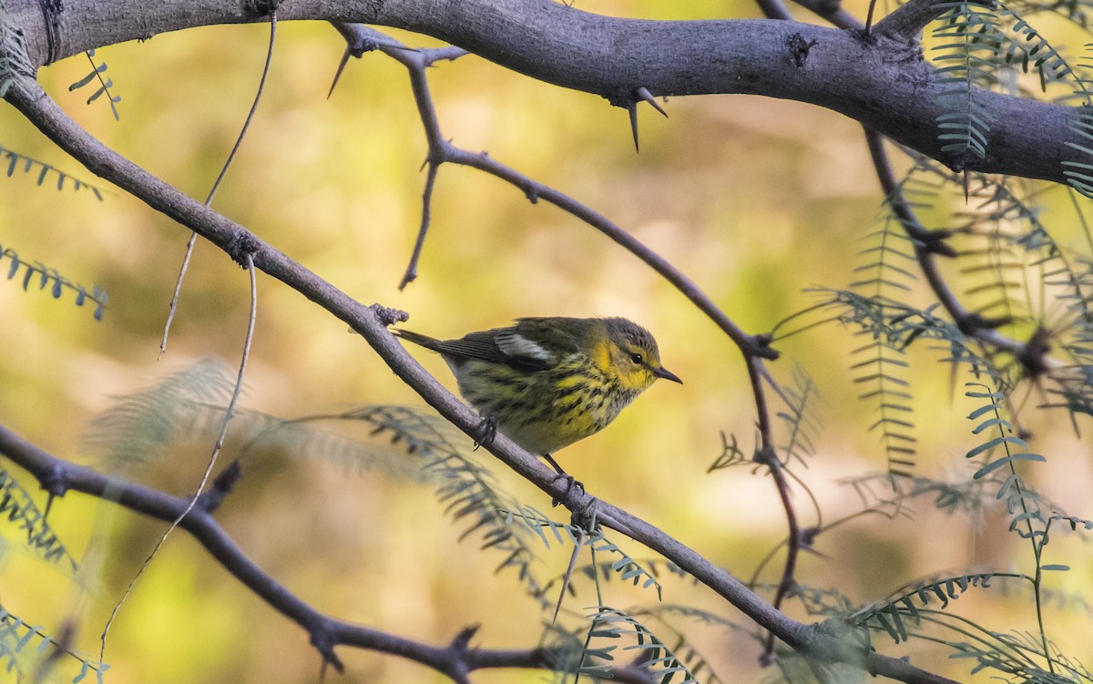 Cape May Warbler - ML116267941
