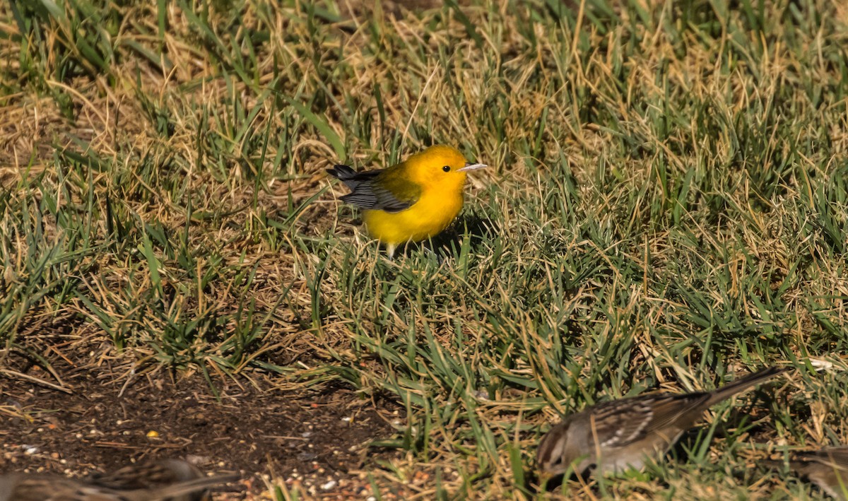 Prothonotary Warbler - ML116268041