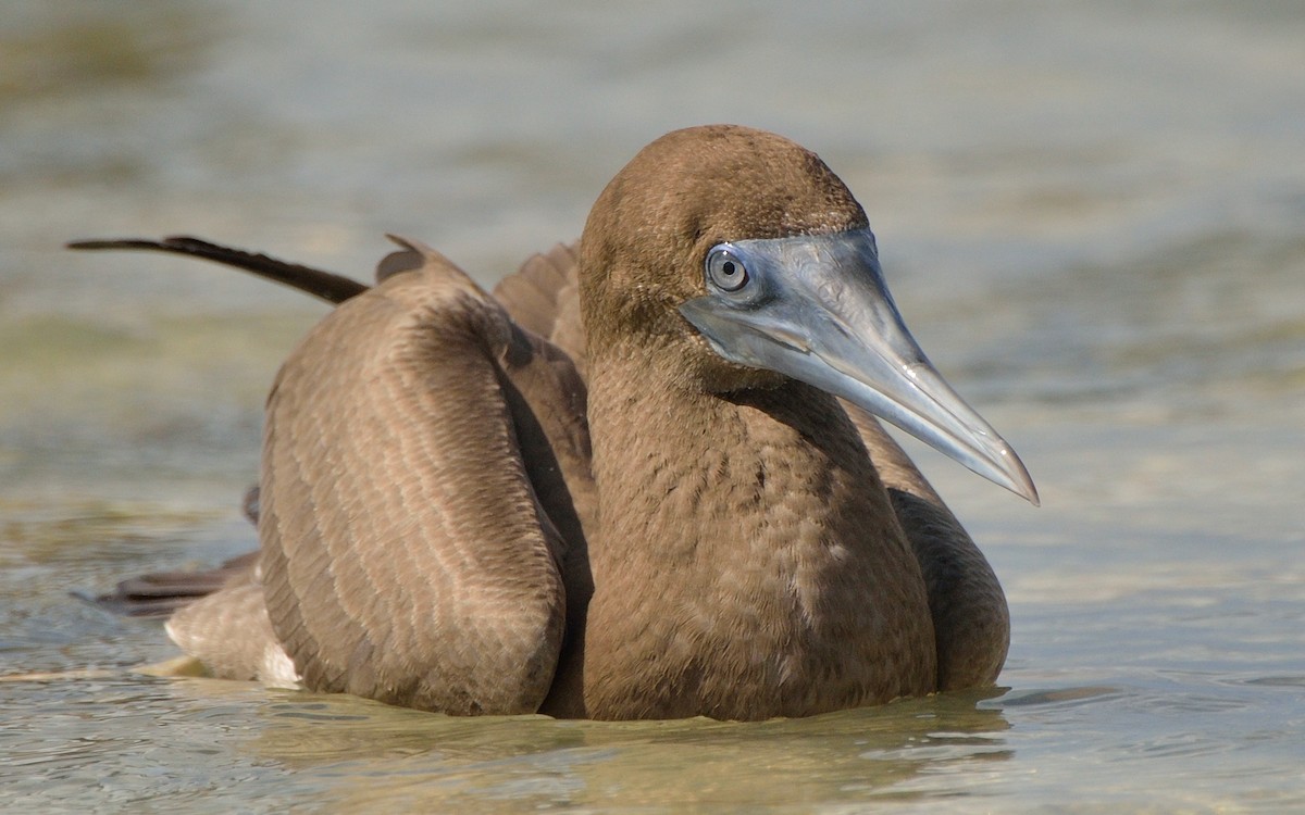 Brown Booby - ML116269311