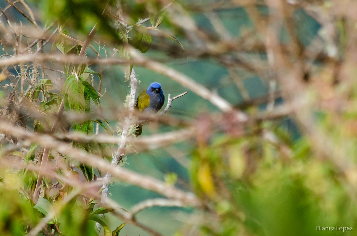 Blue-capped Tanager - ML116269381