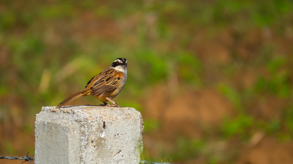 Stripe-headed Sparrow - Aquiles Brinco