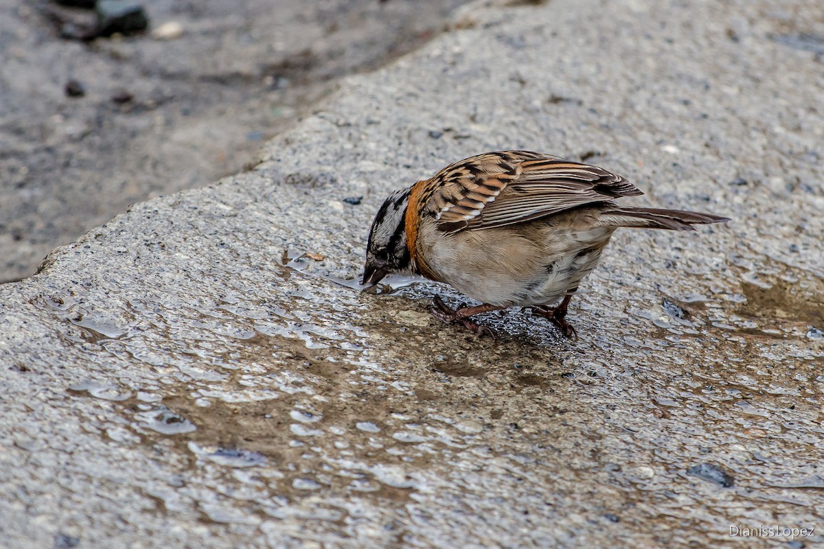 Rufous-collared Sparrow - Diana López G