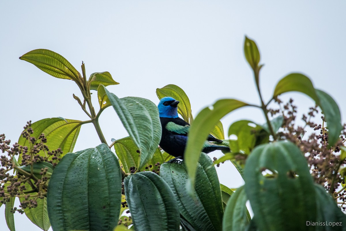 Blue-necked Tanager - ML116271981
