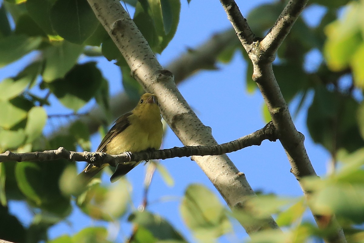 Scarlet Tanager - ML116272821