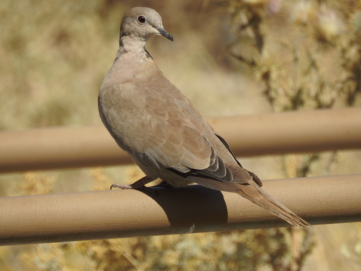 Eurasian Collared-Dove - Debbi Senechal
