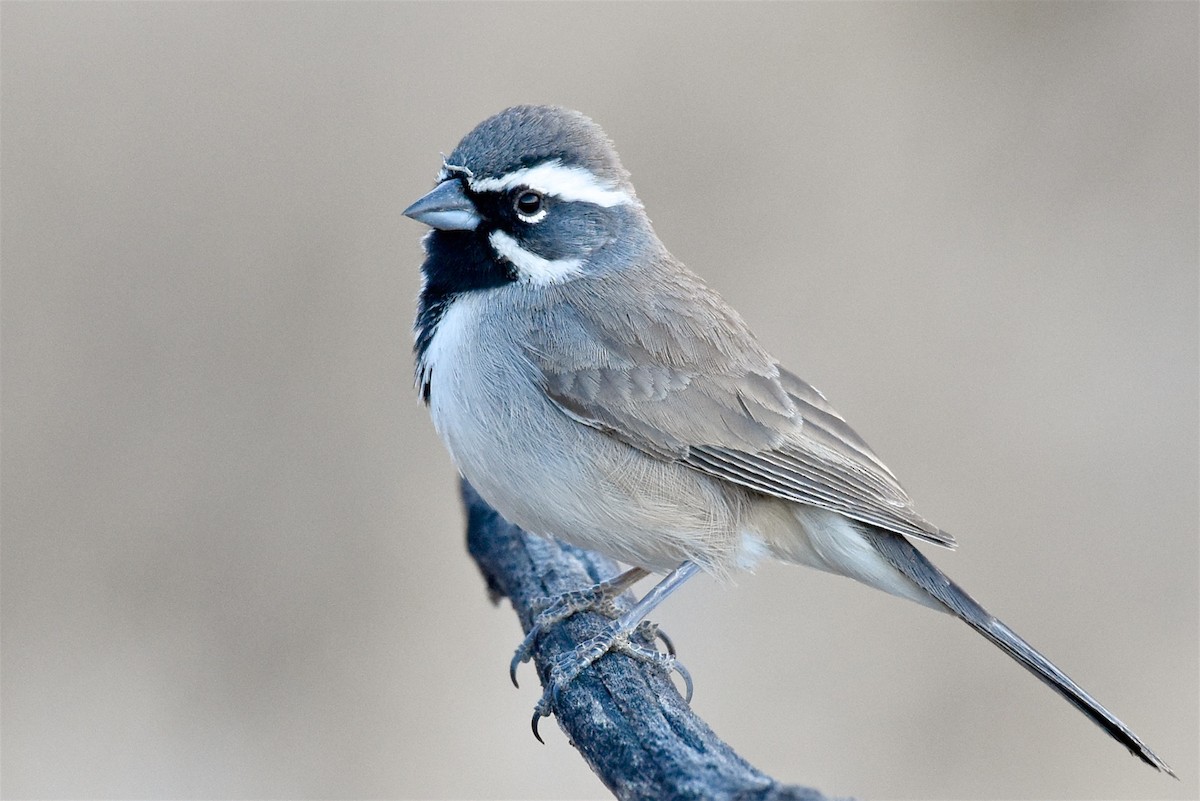 Black-throated Sparrow - George Gibbs