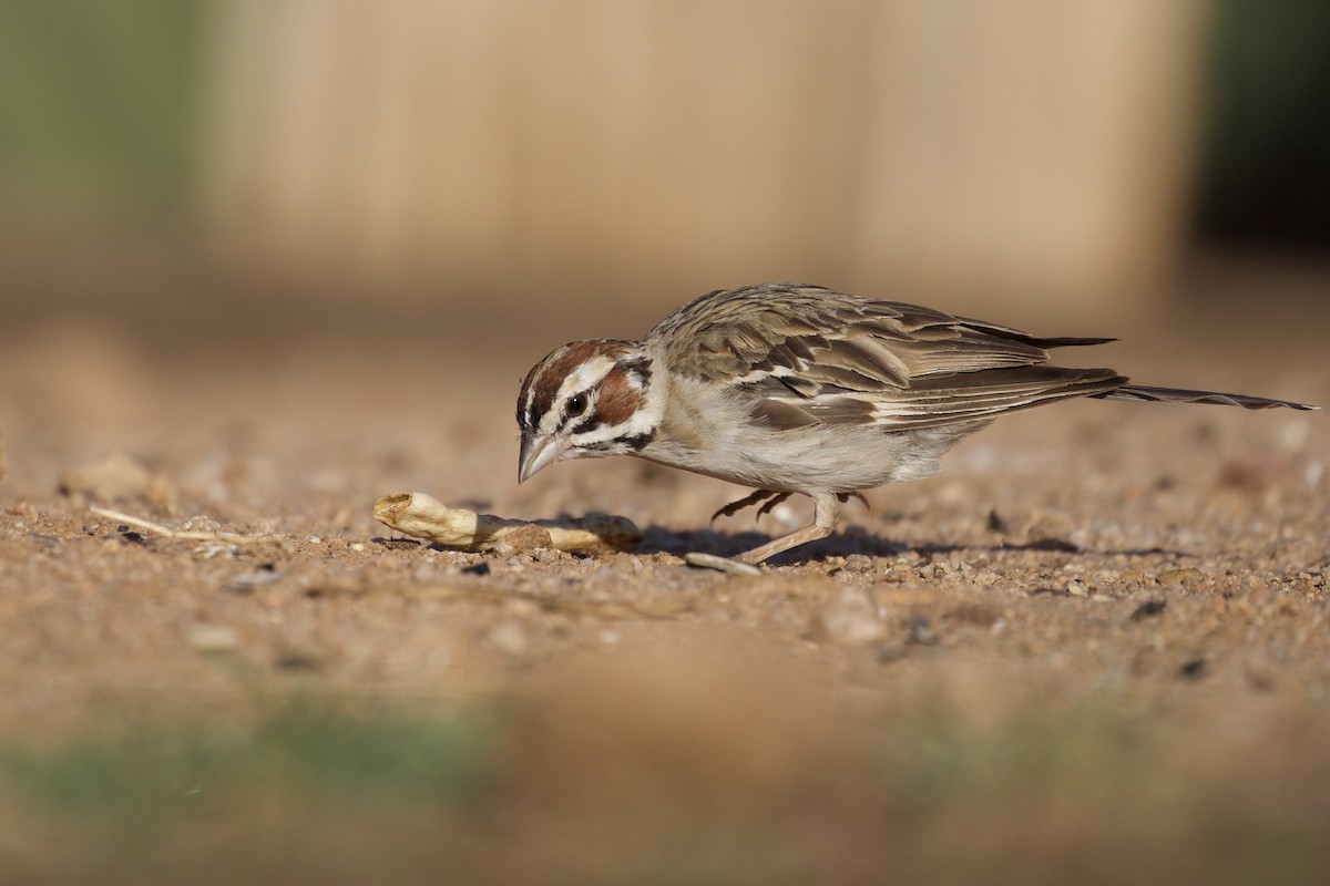 Lark Sparrow - Eric Heisey