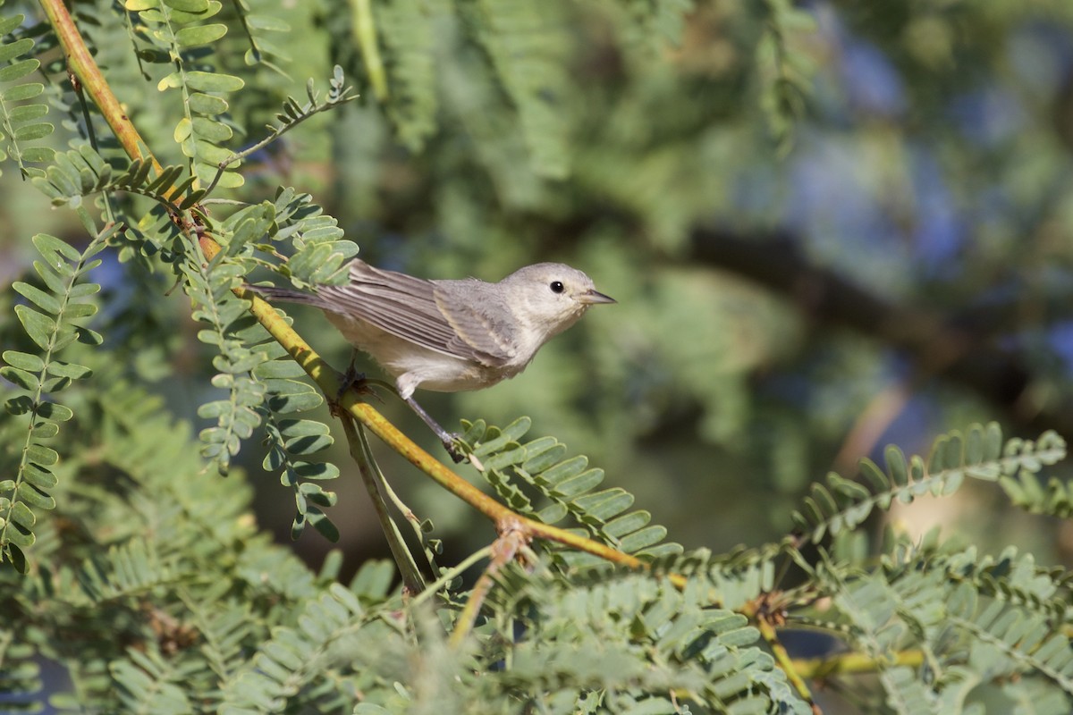 Lucy's Warbler - ML116280591