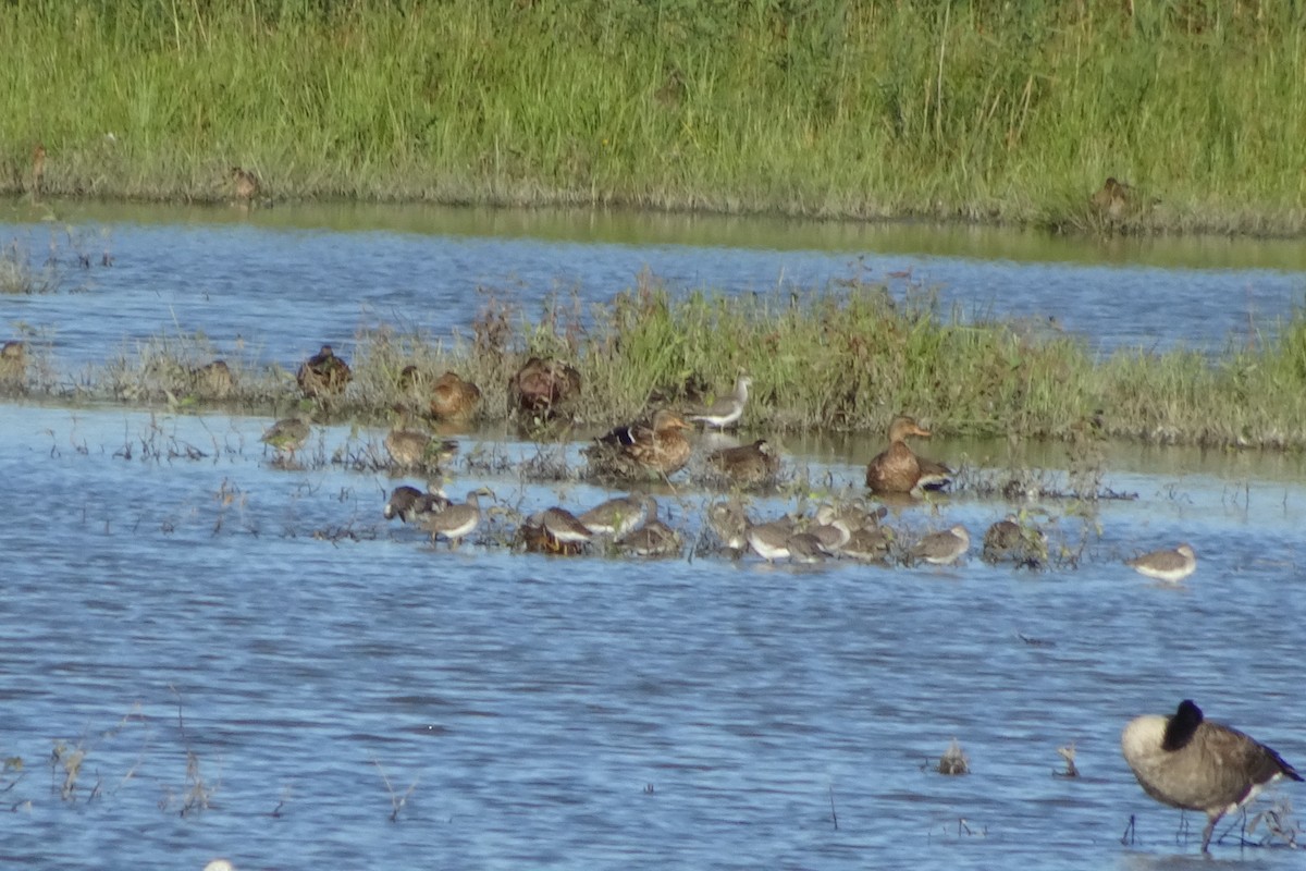 Long-billed Dowitcher - David and  Dorothy