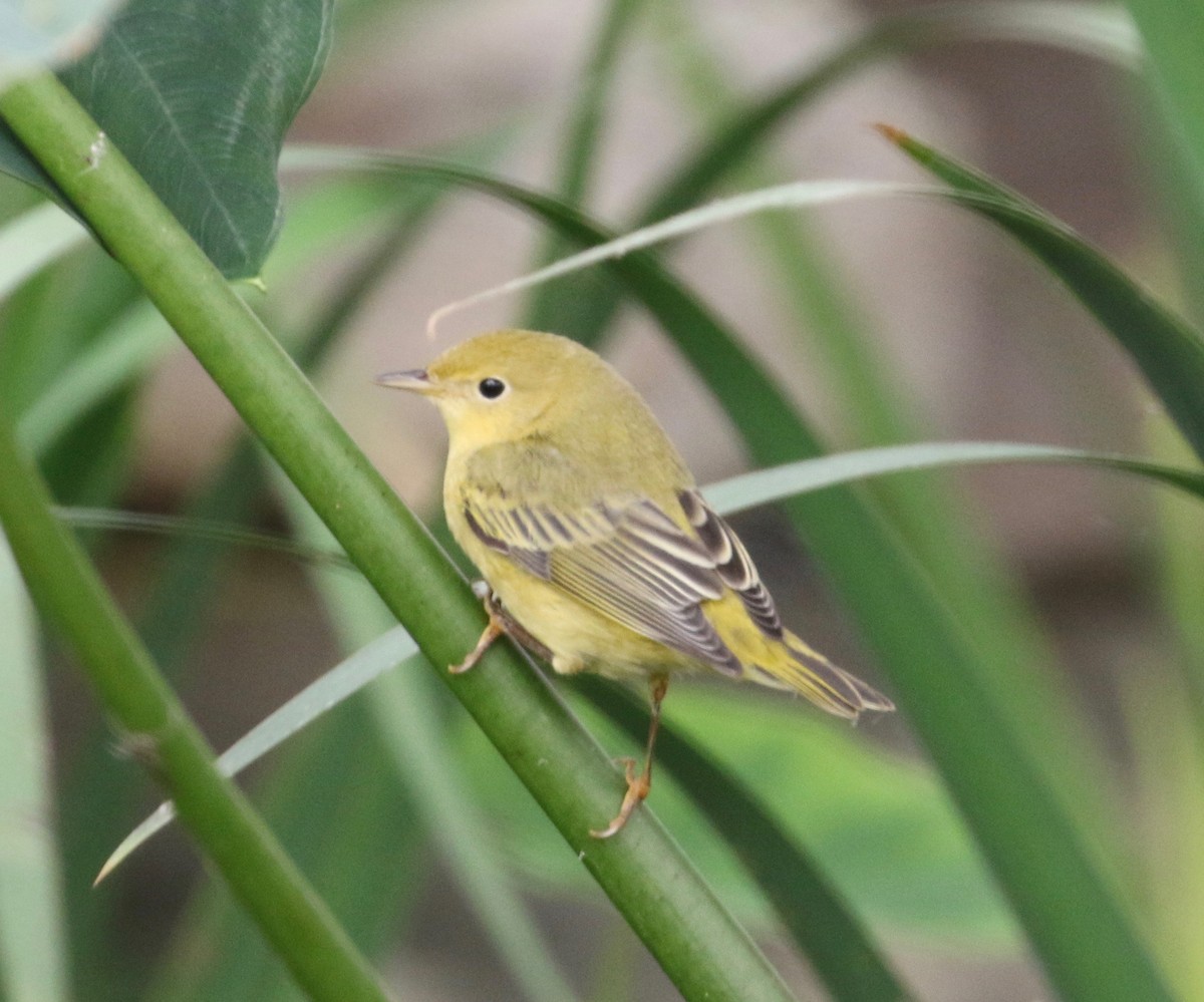 Yellow Warbler - Millie and Peter Thomas