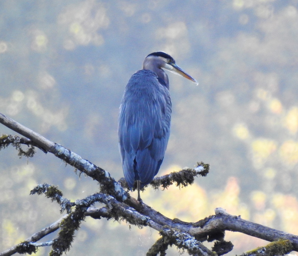 Great Blue Heron - David True