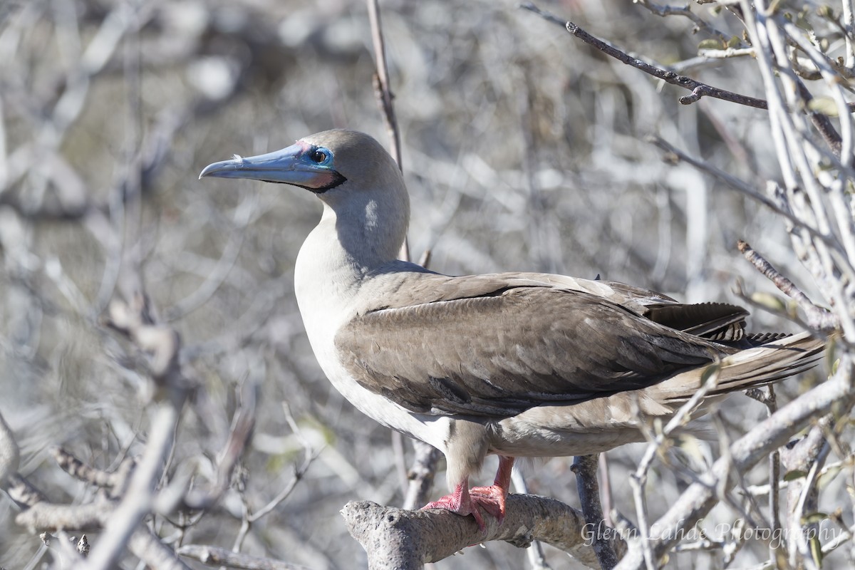 Red-footed Booby - Glenn Lahde