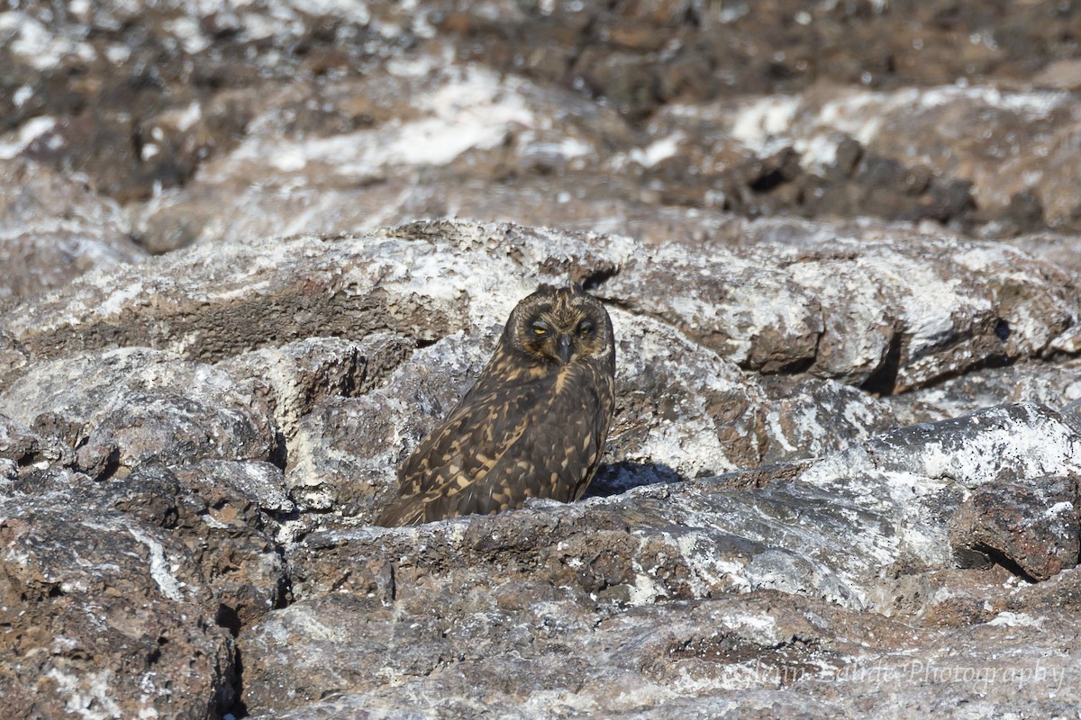 Short-eared Owl (Galapagos) - ML116295951