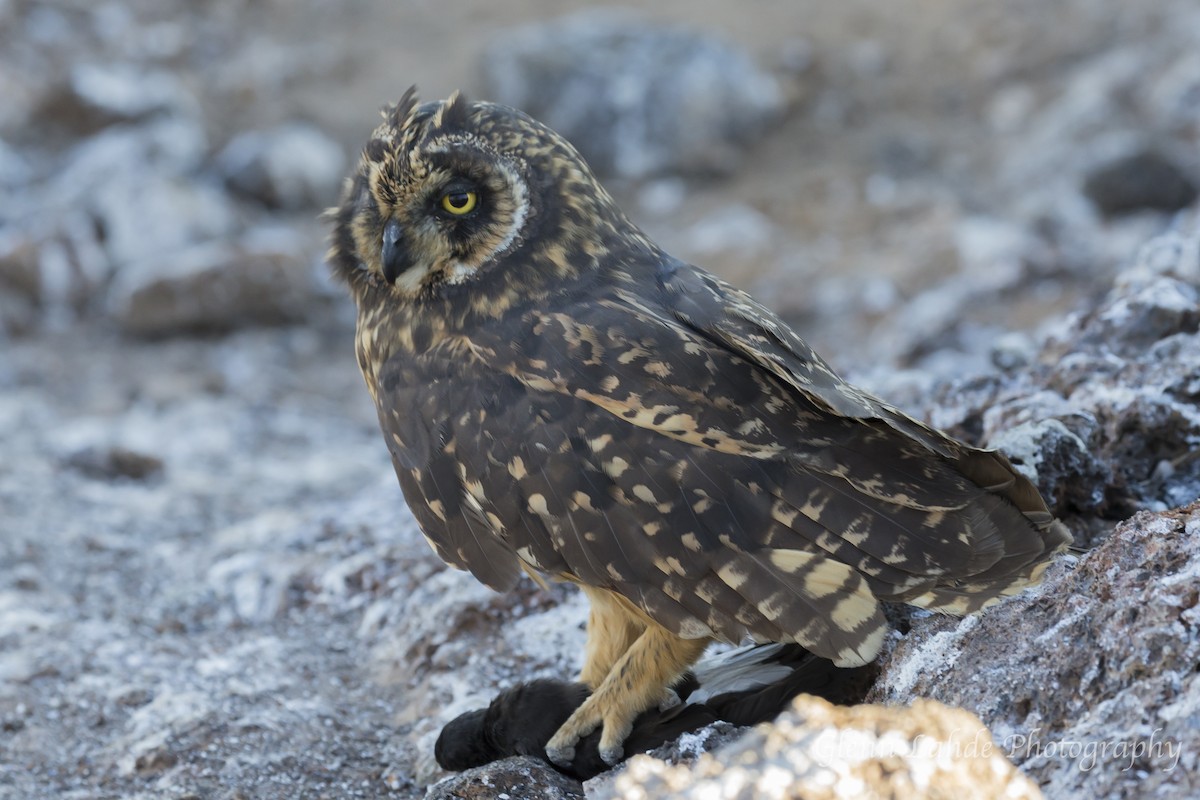 Short-eared Owl (Galapagos) - ML116296571